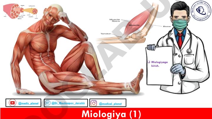 Miologiyaga kirish va mushak turlari