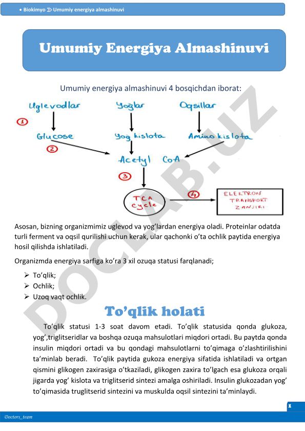 Umumiy energiya almashinuvi va to'qlik holati