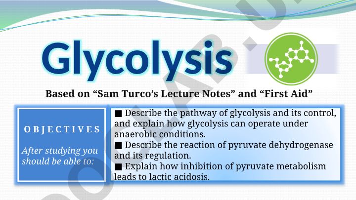Glycolysis Pathway and Pyruvate Metabolism