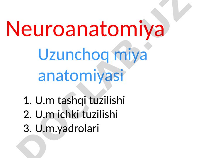 Uzunchoq miya anatomiyasi va tuzilishi