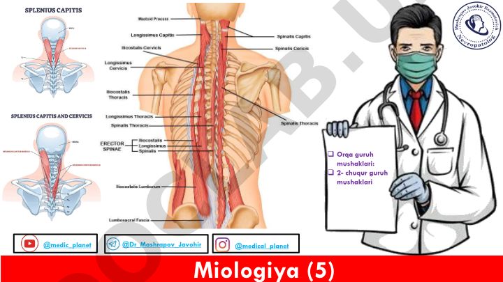 Orqa guruh mushaklari tuzilishi va tasnifi
