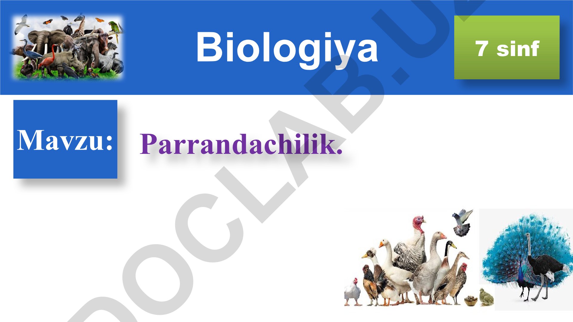 Parrandachilik. Biologiya 7 sinf 1 DARS REJASI Xonaki parrandalar