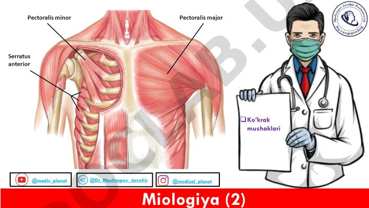 Miologiya: Ko'krak mushaklari tuzilishi va tasnifi