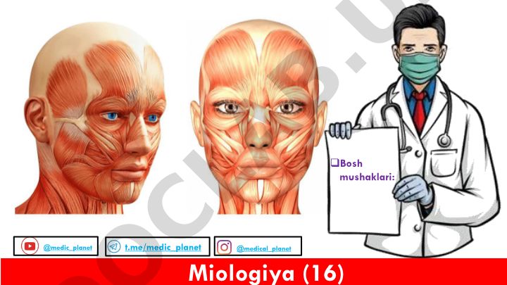 Miologiya - Bosh mushaklari tuzilishi va funksiyalari