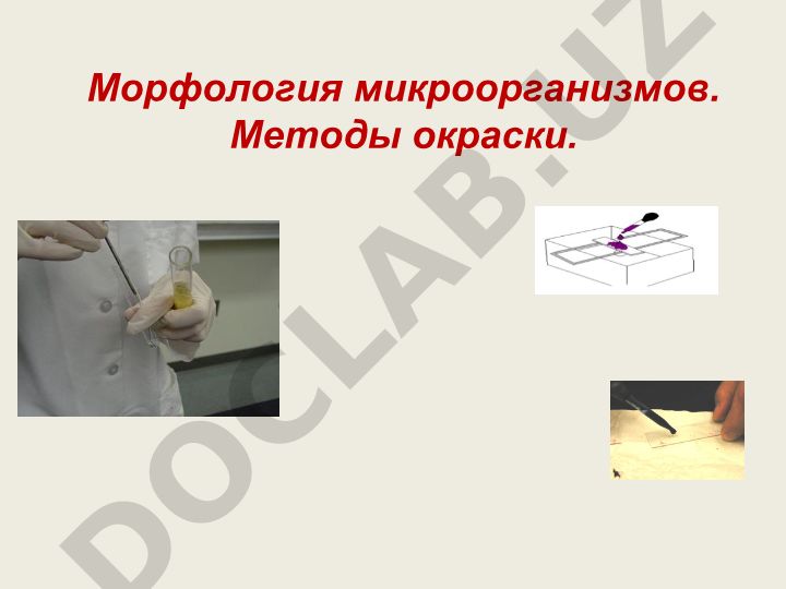 Морфология микроорганизмов и методы окраски