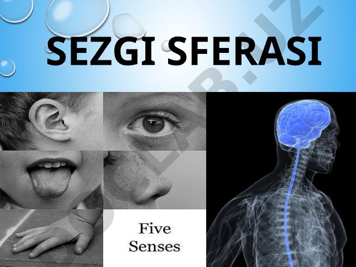 Sezgi sferasi va analizatorlar tuzilishi