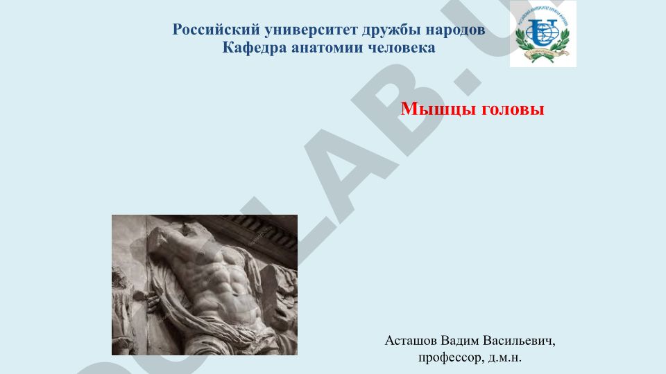 Мышцы головы: классификация, функции и иннервация