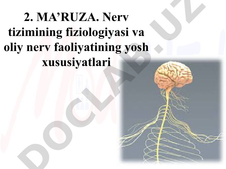 Nerv tizimining fiziologiyasi va oliy nerv faoliyatining yosh xususiyatlari