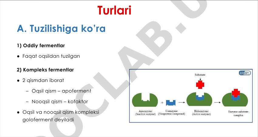 Fermentlar turlari va tuzilishi