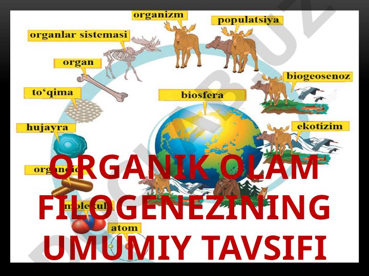 Organik olam filogenezining umumiy tavsifi va tasnifi