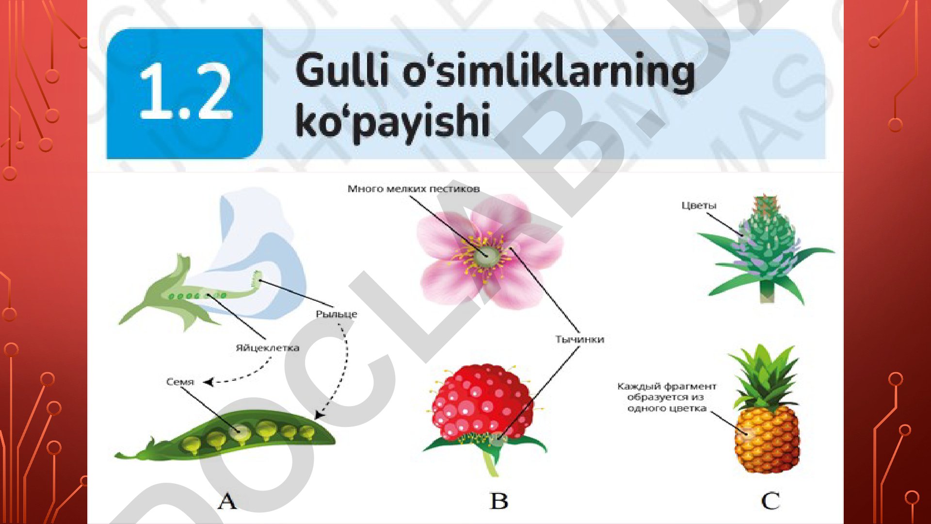 Topshiriqlarni bajarish va rasmlarni chizish