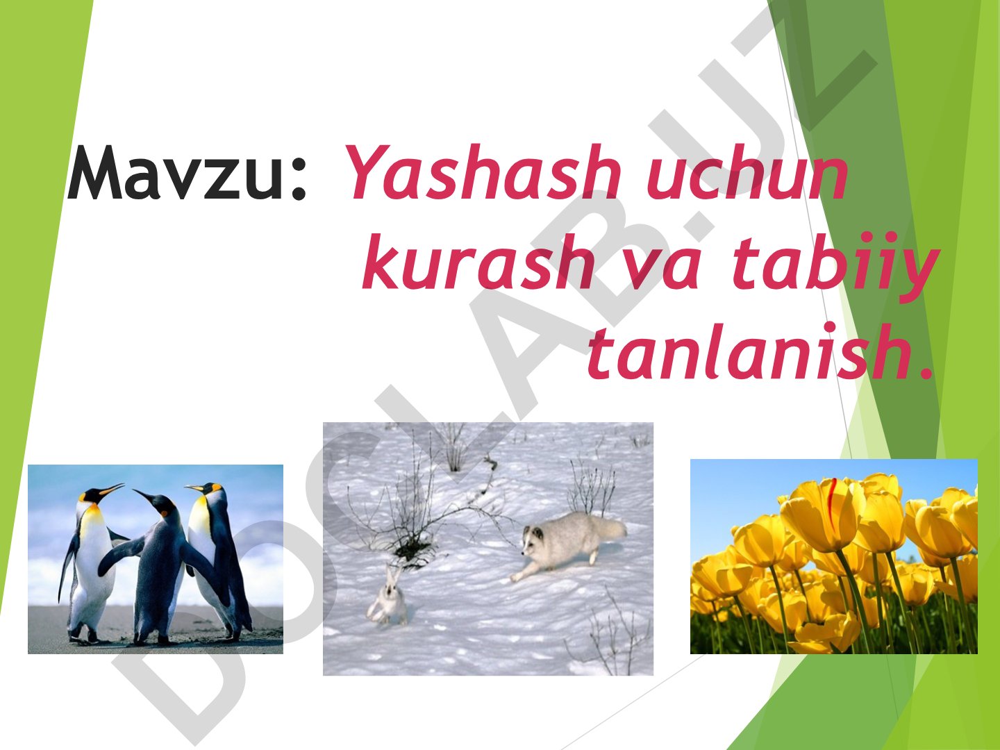 Yashash uchun kurash va tabiiy tanlanish