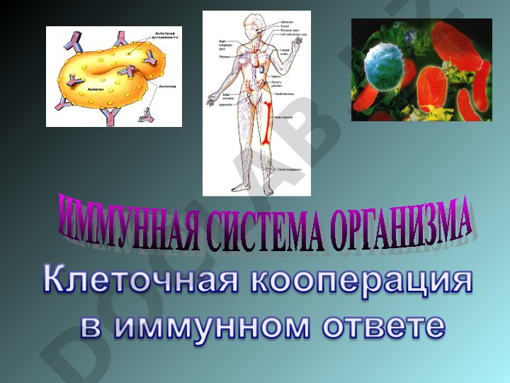 Иммунная система: органы, лимфоциты и цитокины