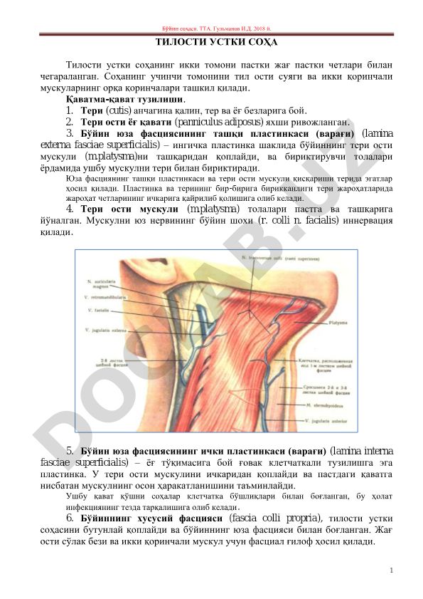Бўйин соҳасининг анатомик тузилиши