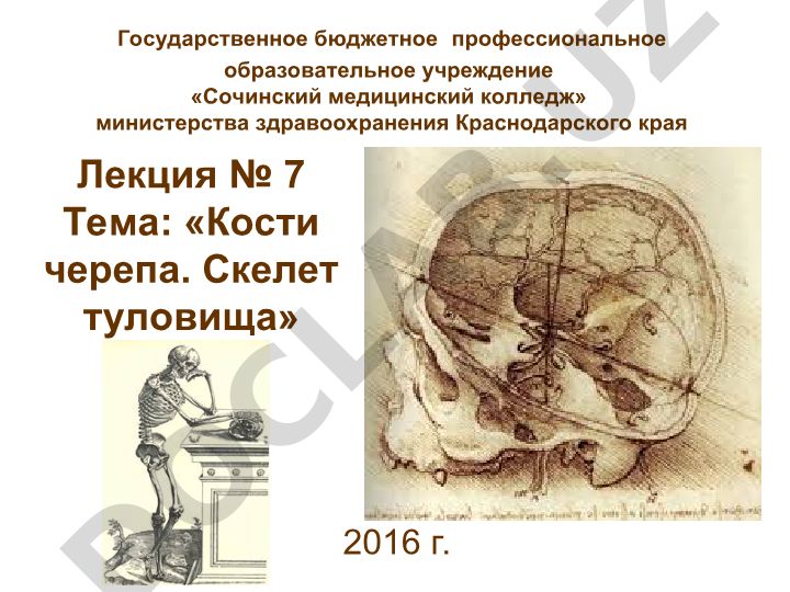 Кости черепа. Скелет туловища