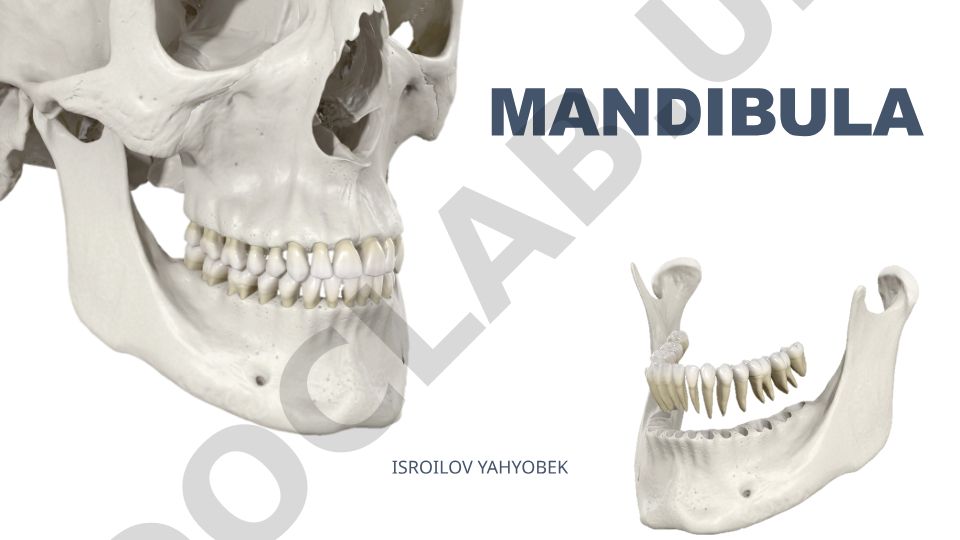 Mandibula anatomiyasi va tuzilishi