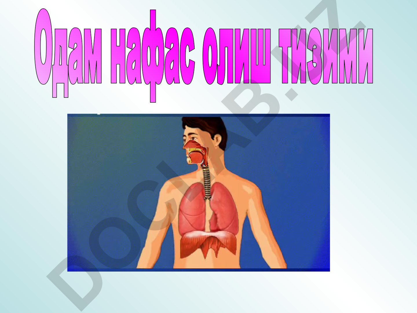 Odam nafas olish tizimi