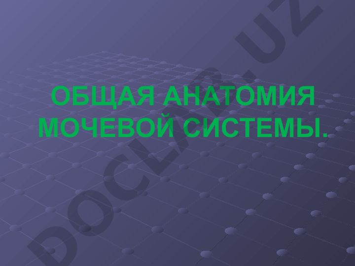Общая анатомия мочевой системы