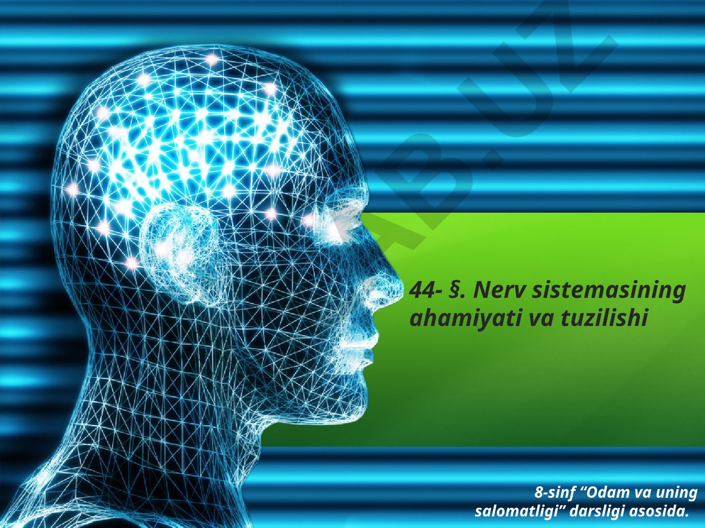 Nerv sistemasining ahamiyati va tuzilishi