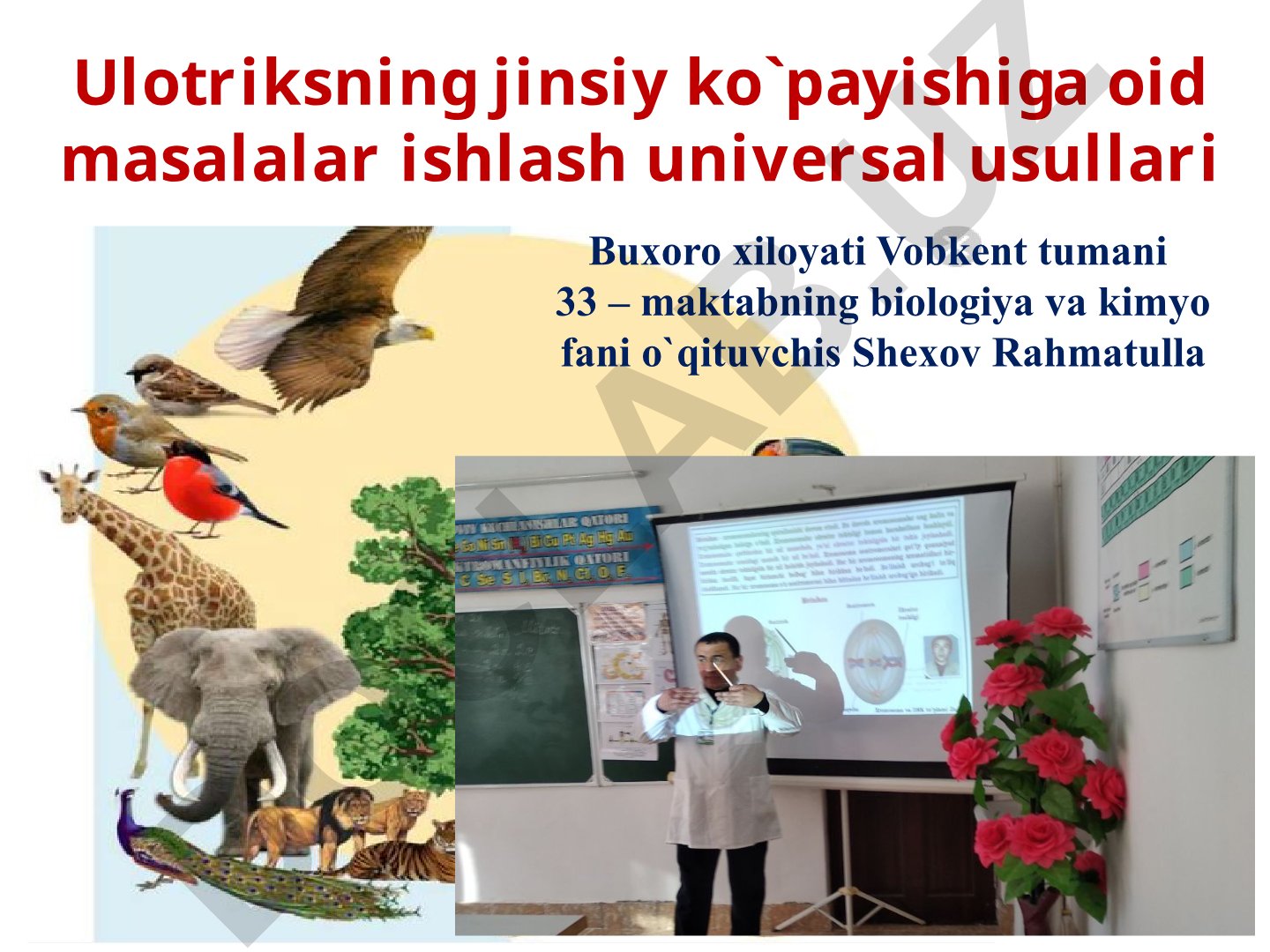 Ulotriksning jinsiy ko'payishiga oid masalalar ishlash universal usullari