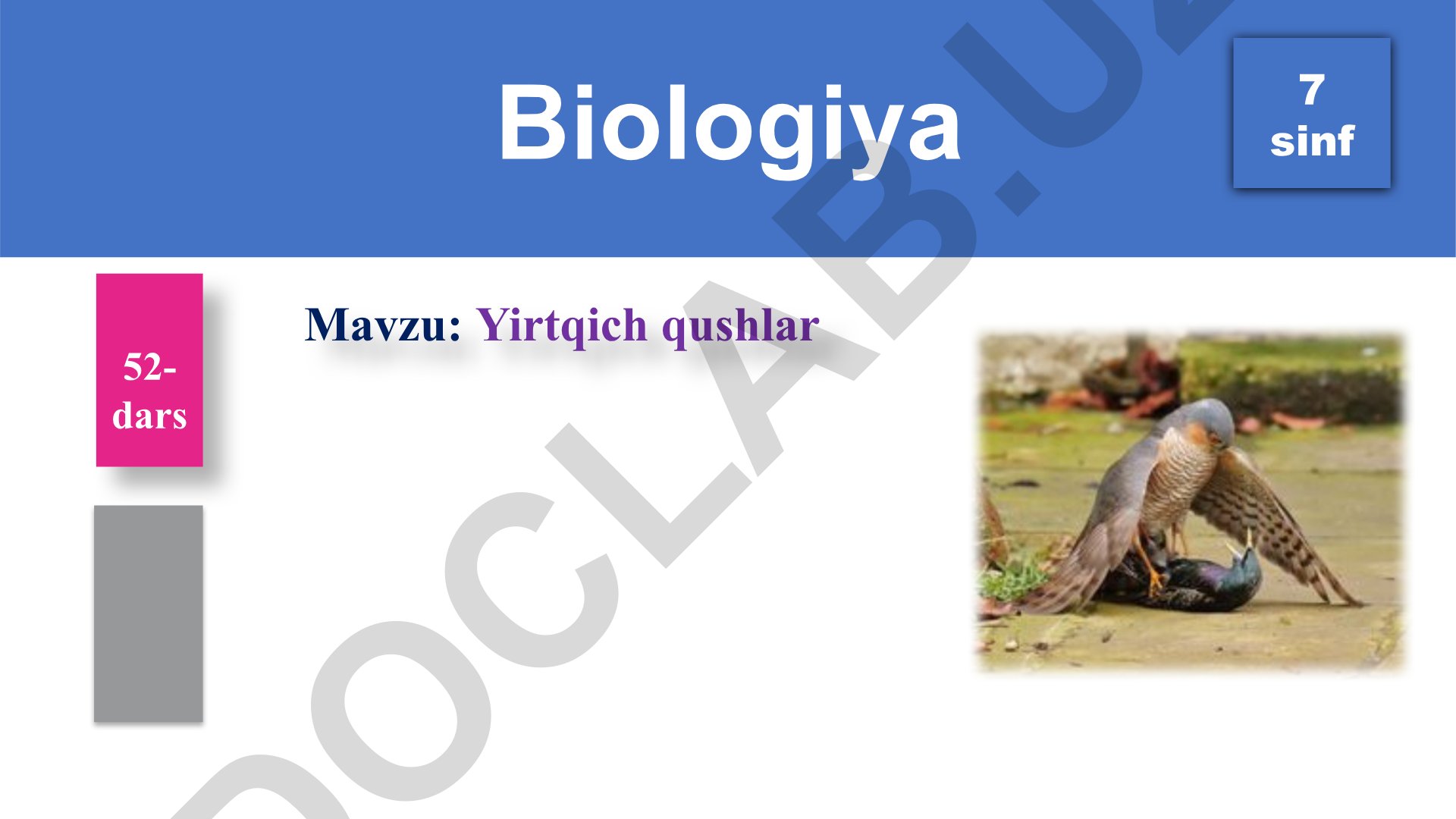 Yirtqich qushlar