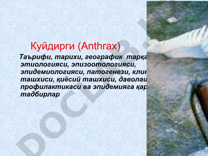 Куйдирги (Anthrax) таърифи, тарихи, тарқалиши, этиологияси, клиникаси, даволаш ва профилактикаси
