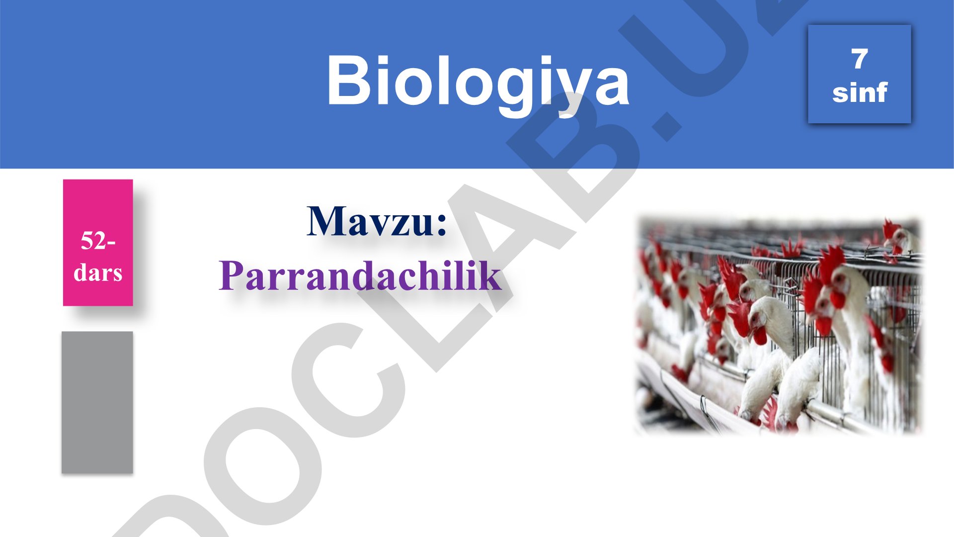 Parrandachilik: Xonaki parrandalar zotlarining xilma-xilligi