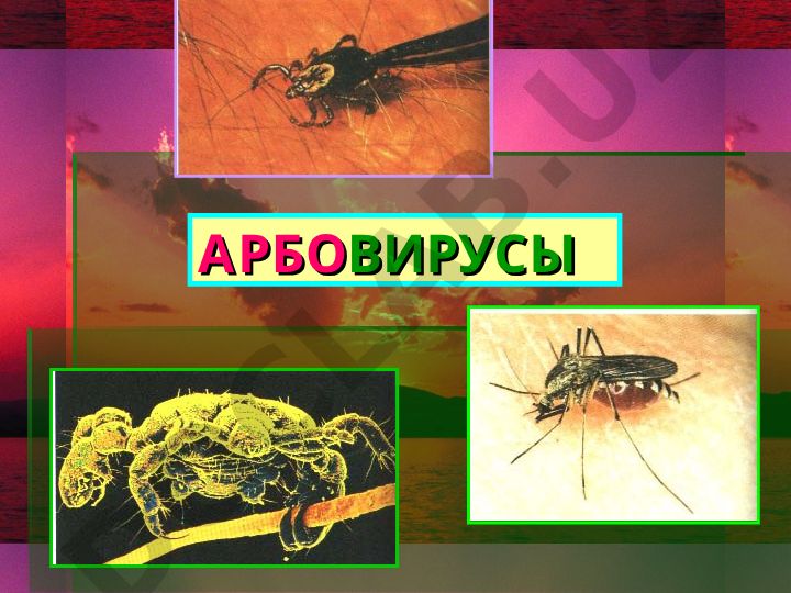 Арбовирусы: переносчики, семейства и вызываемые заболевания