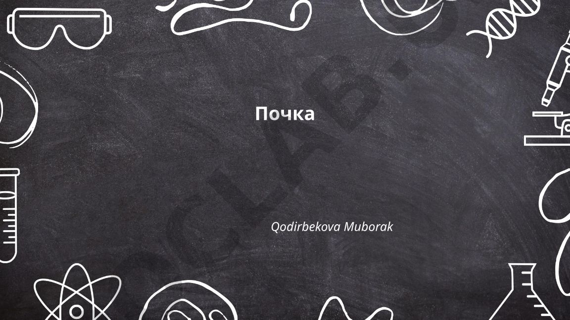 Анатомия и строение почки человека