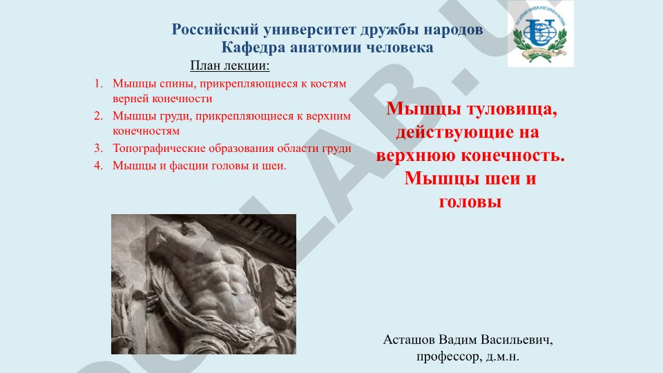 Мышцы туловища, действующие на верхнюю конечность. Мышцы шеи и головы