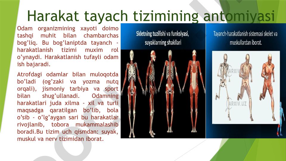 Harakat tayach tizimining anatomiyasi
