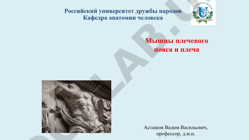 Мышцы плечевого пояса и плеча: функциональная характеристика конечностей