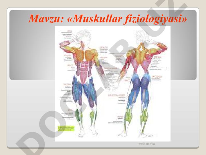 Muskullar fiziologiyasi