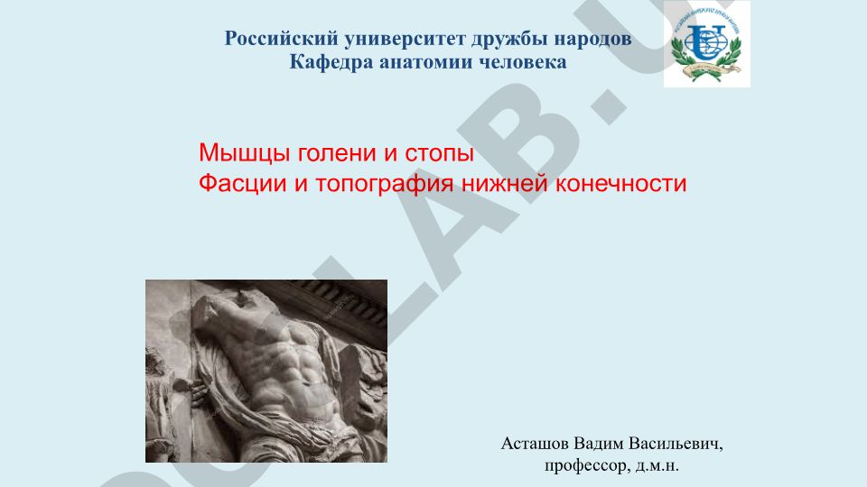 Мышцы голени и стопы: анатомия, функции и топография