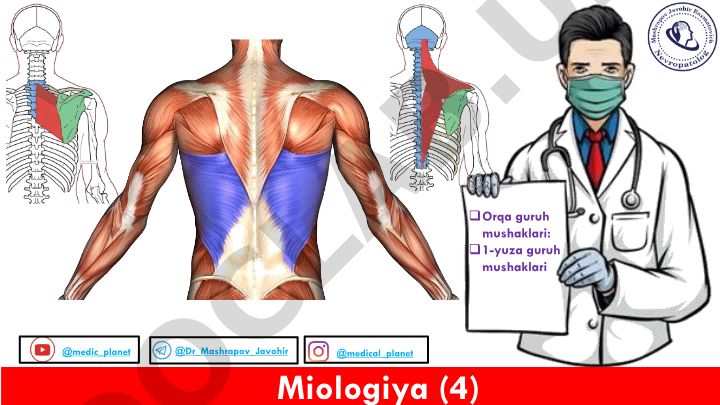 Orqa guruh mushaklari: tuzilishi, qismlari va topografik sohalari