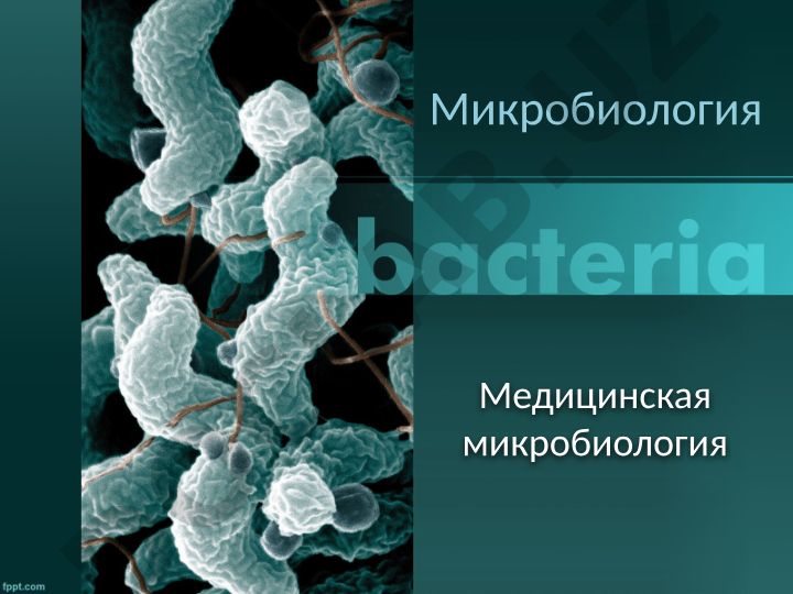 Медицинская микробиология: основные понятия и патогенные микроорганизмы