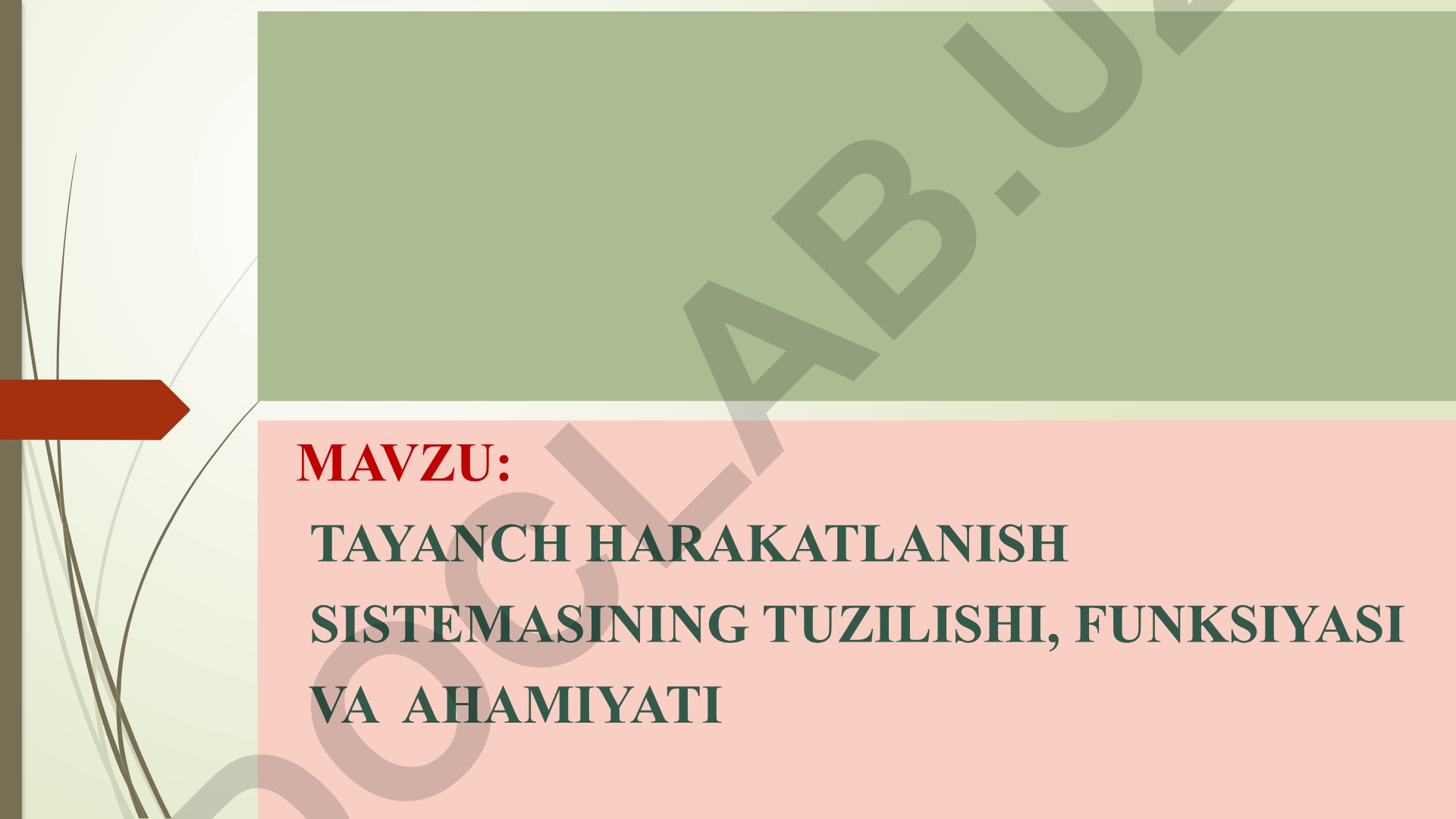 Tayanch harakatlanish sistemasining tuzilishi, funksiyasi va ahamiyati