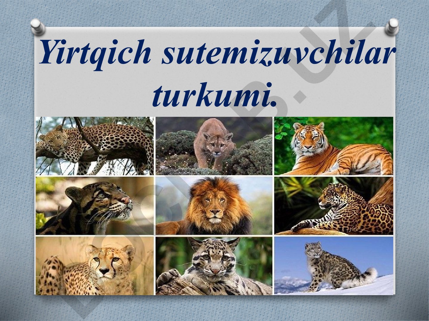 Yirtqich sutemizuvchilar turkumi