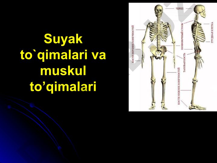 Suyak to'qimasi va muskul to'qimalari