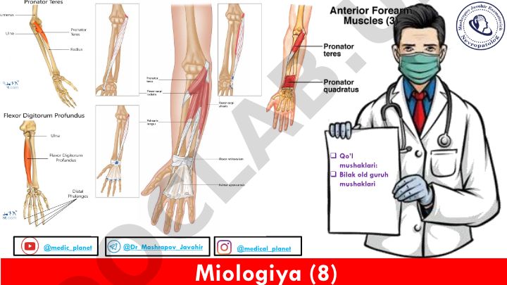 Qo'l mushaklari anatomiyasi va miologiyasi