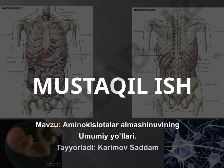 Aminokislotalar almashinuvining umumiy yo'llari