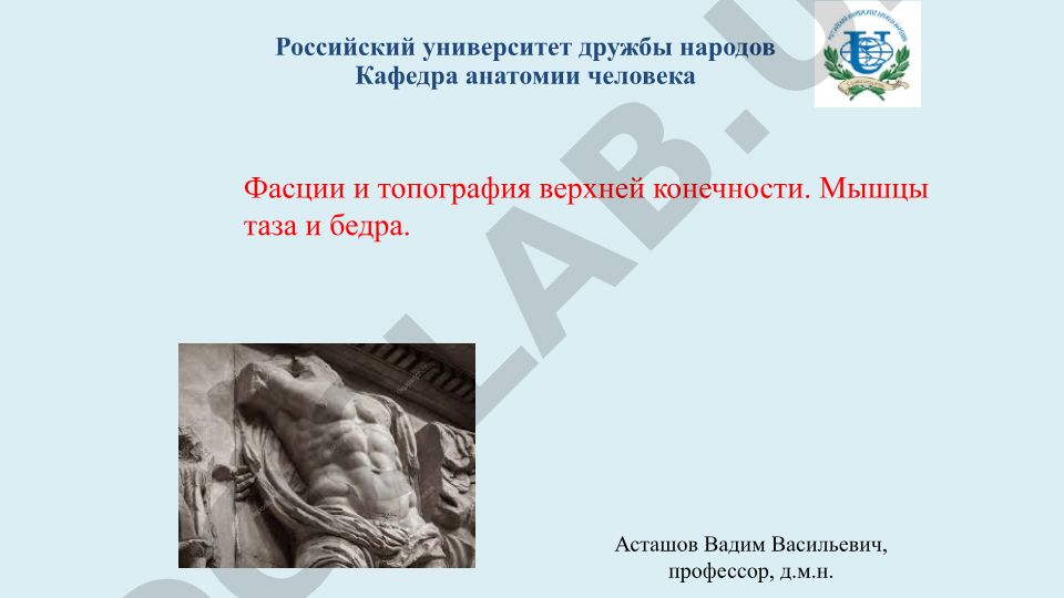 Фасции и топография верхней конечности. Мышцы таза и бедра