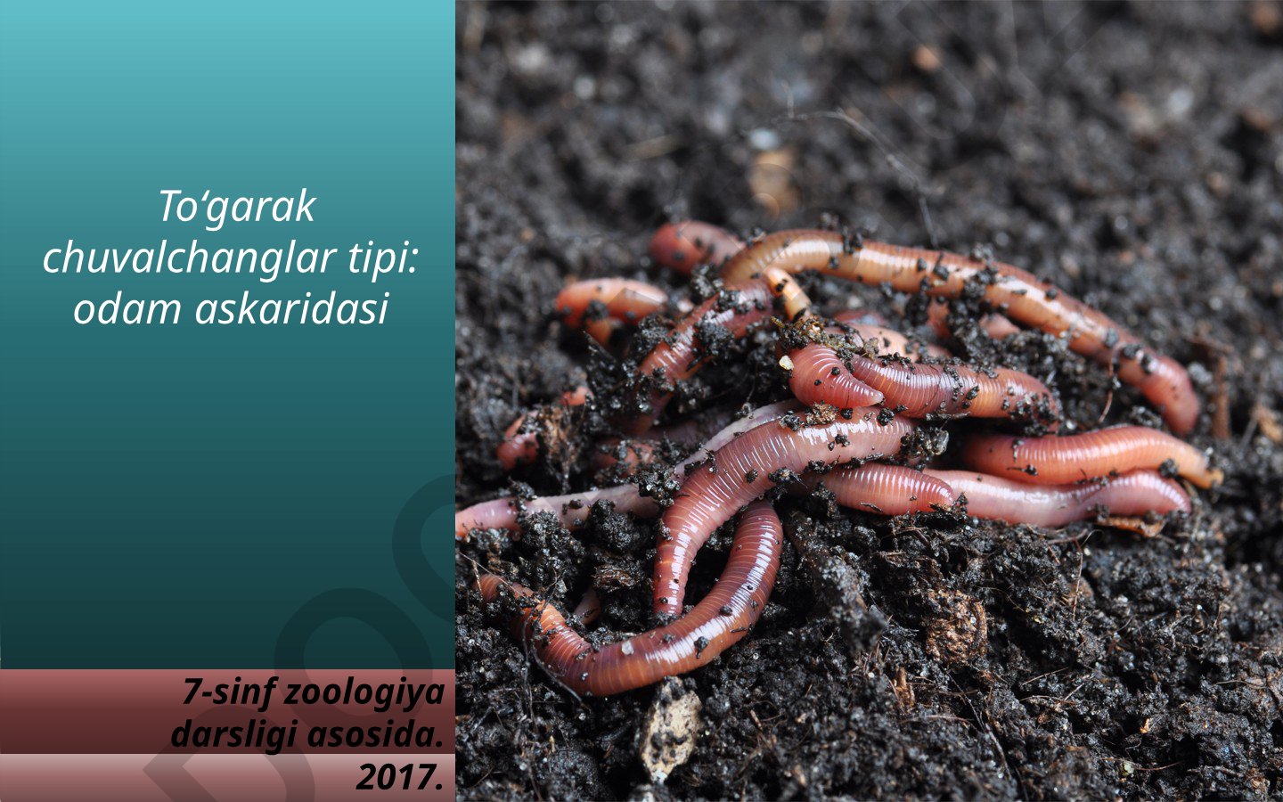 To'garak chuvalchanglar tipi: odam askaridasi