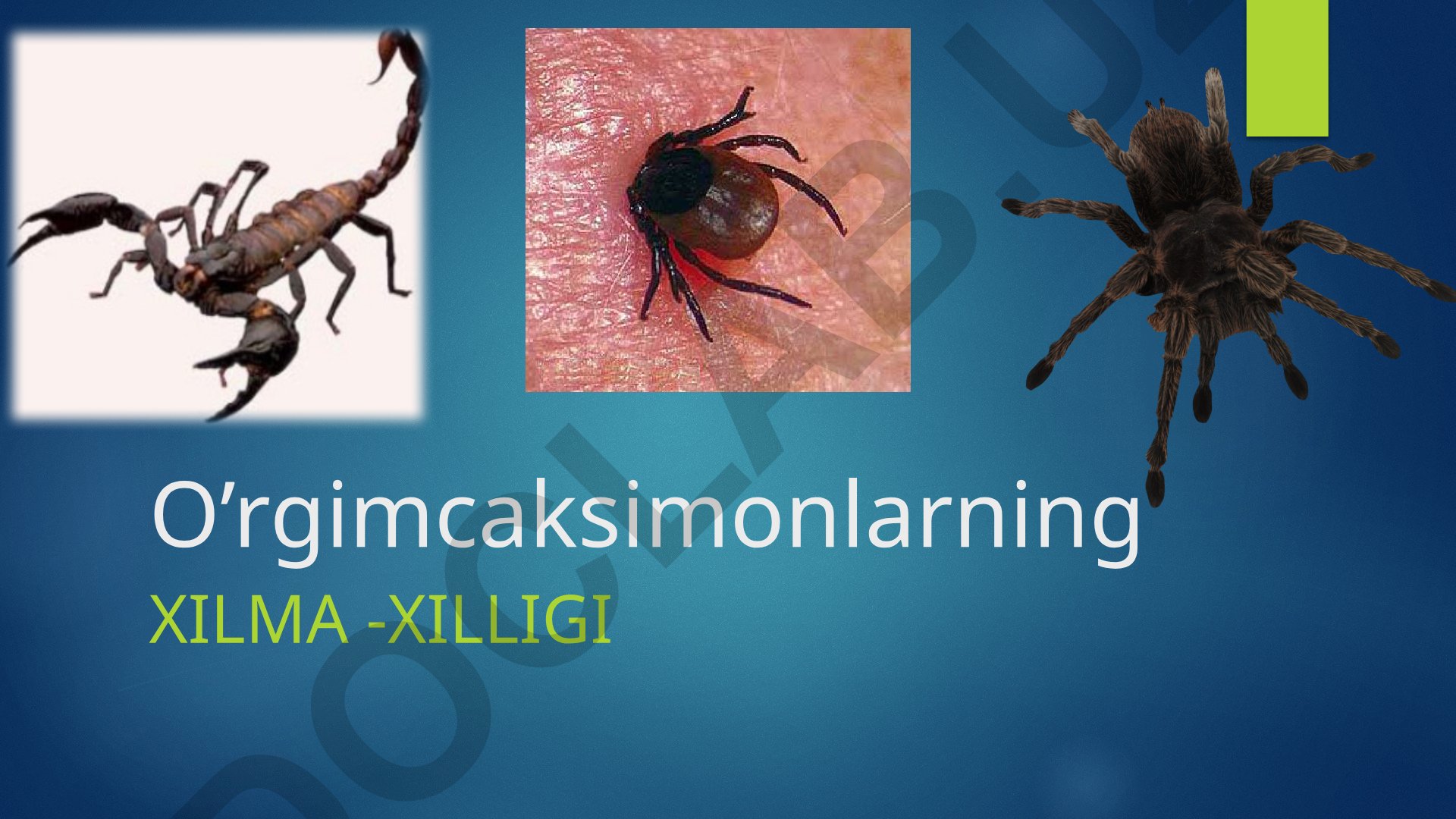 O'rgimchaksimonlarning xilma-xilligi va turlari