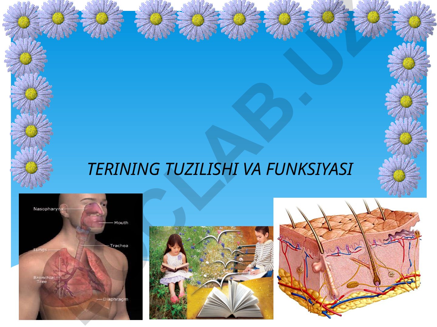 Terining tuzilishi va funksiyasi