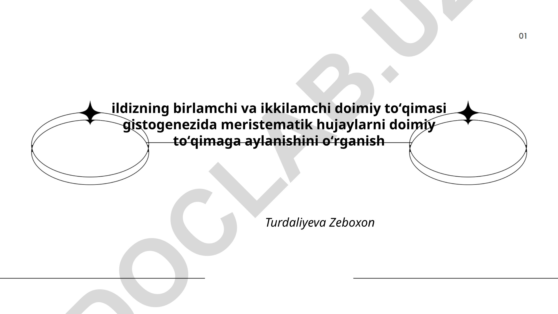 Ildizning birlamchi va ikkilamchi doimiy toʻqimasi gistogenezida meristematik hujayralarni oʻrganish
