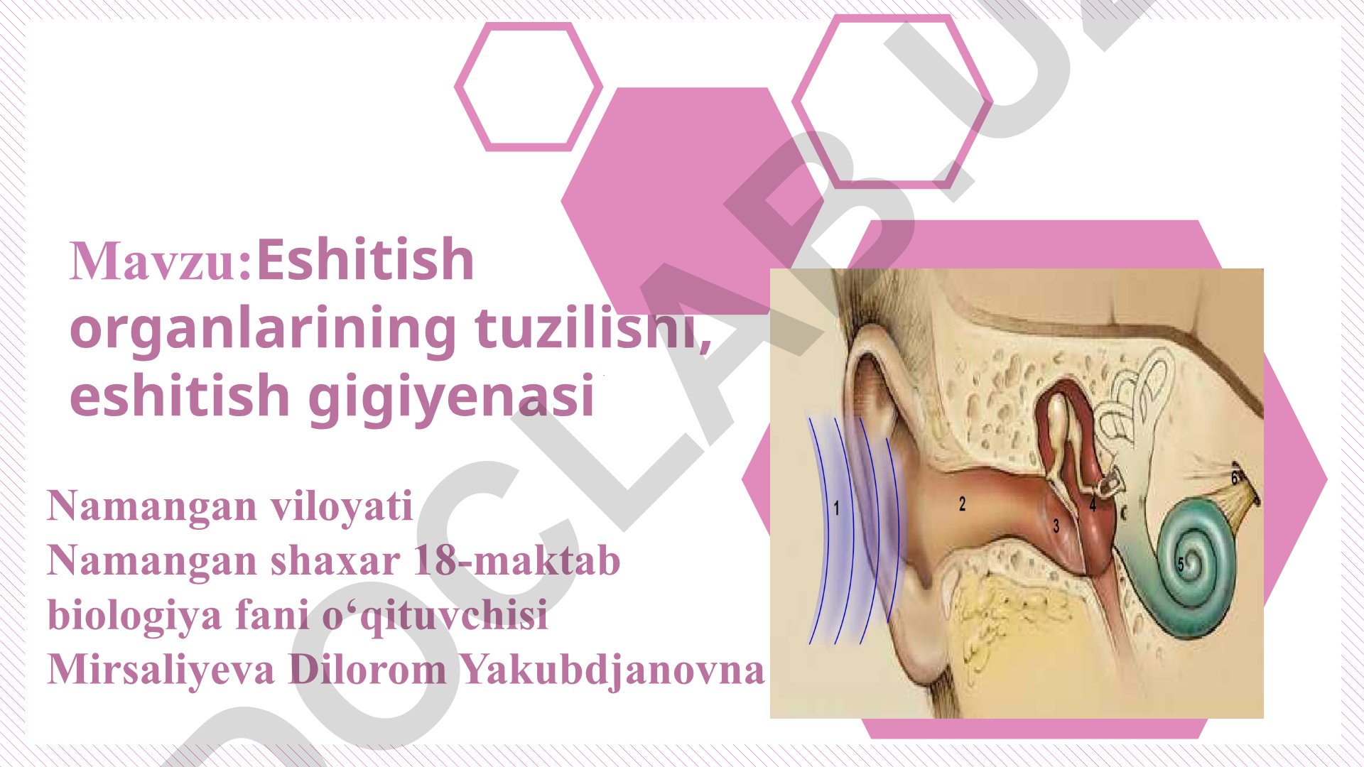 Eshitish organlarining tuzilishi, eshitish gigiyenasi