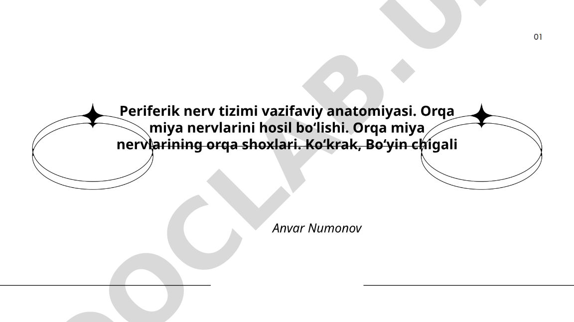 Periferik nerv tizimi vazifaviy anatomiyasi va orqa miya nervlari