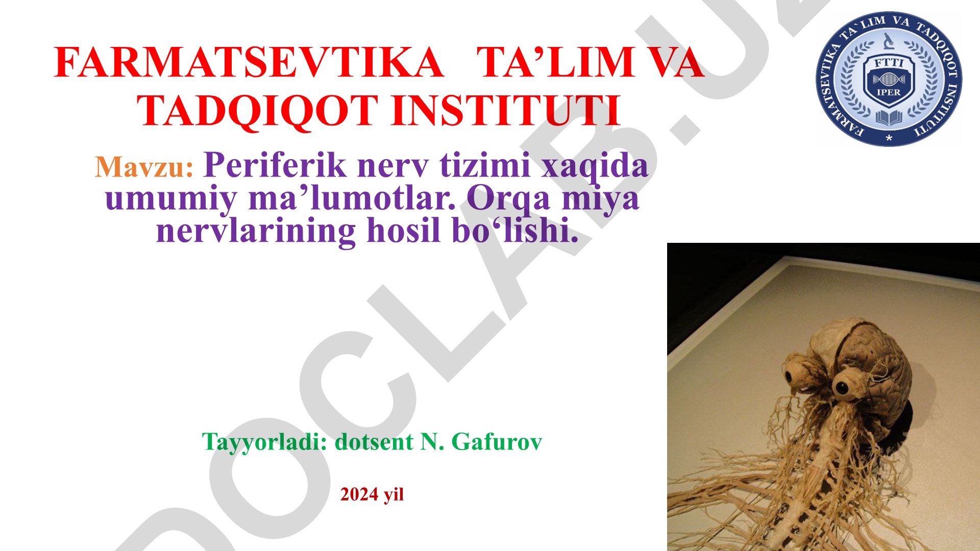 Periferik nerv tizimi xaqida umumiy ma’lumotlar. Orqa miya nervlarining hosil bo‘lishi