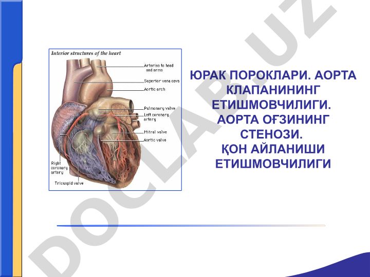 Юрак пороклари: аорта клапанининг етишмовчилиги ва аорта оғзининг стенози